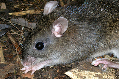 Seashore Pest Control - Rodent Control
