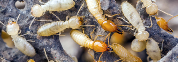 termite Control with Seashore Pest