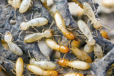 Seashore Pest Control - Termite Control