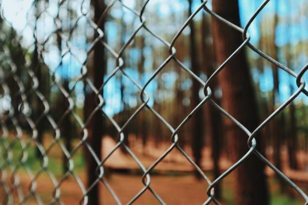 A chain link fence surrounds a forest with trees in the background.
