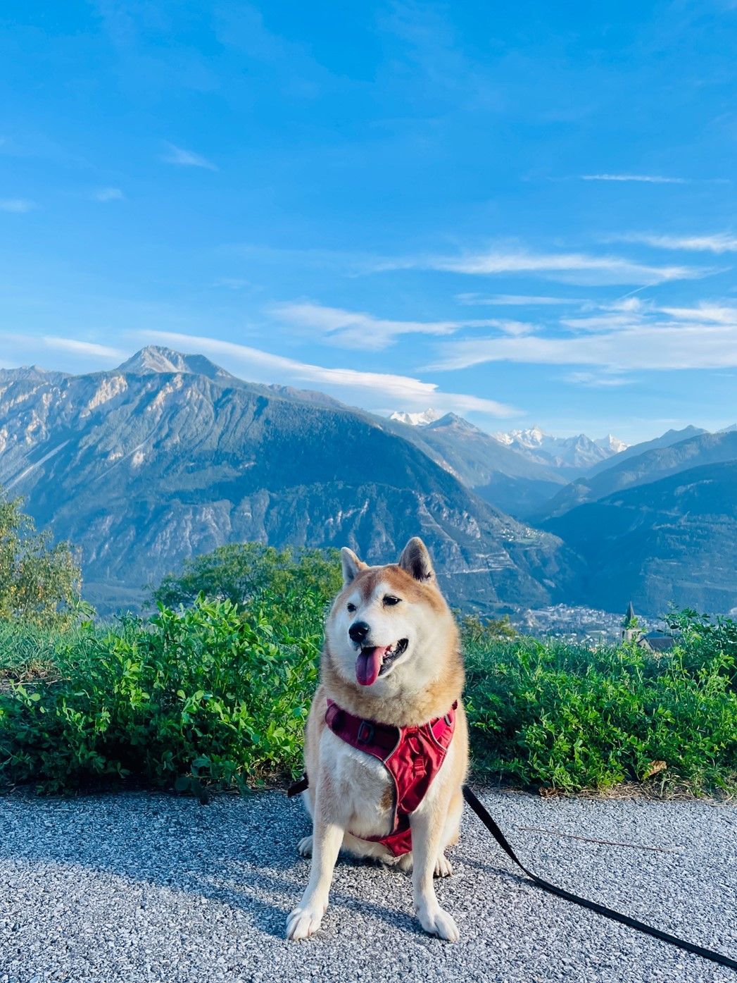 Saba Imru-Mathieu's dog, Kado,  sitting on a leash in front of a mountain view.