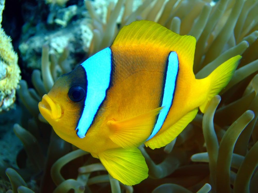 Red Sea Anemonefish