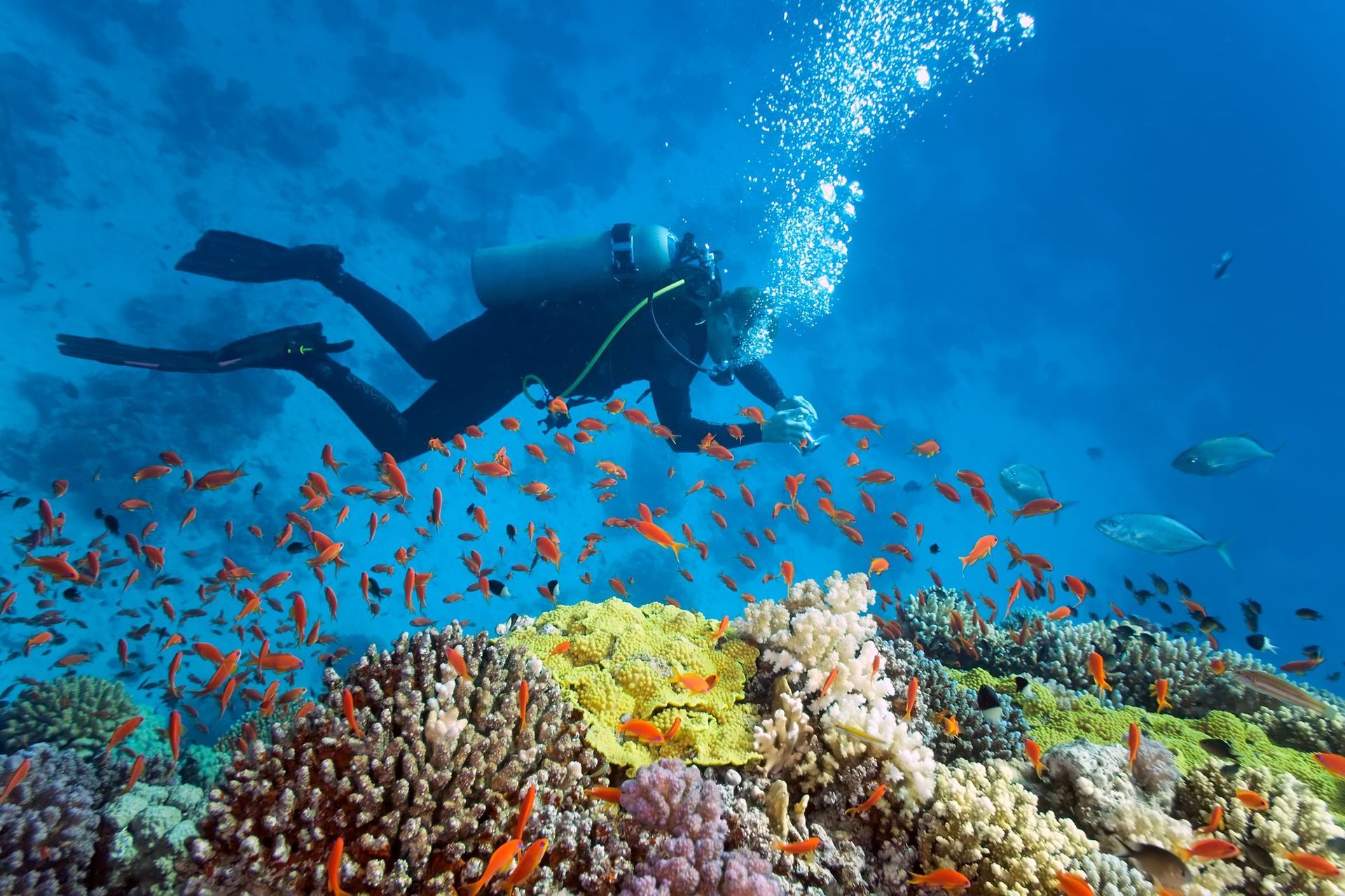 Coral reefs in Hurghada, Egypt