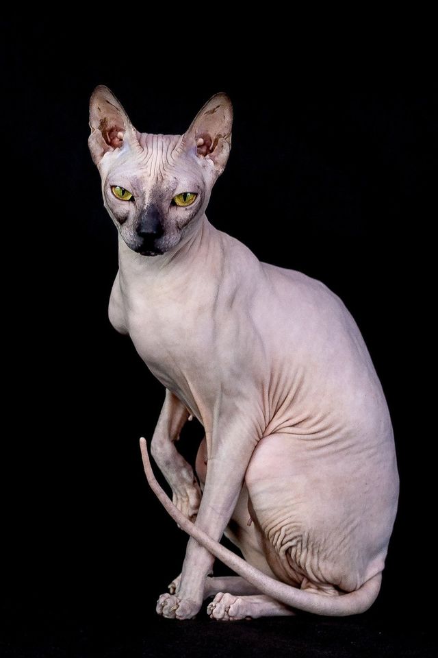 ancient egyptian sphinx cat