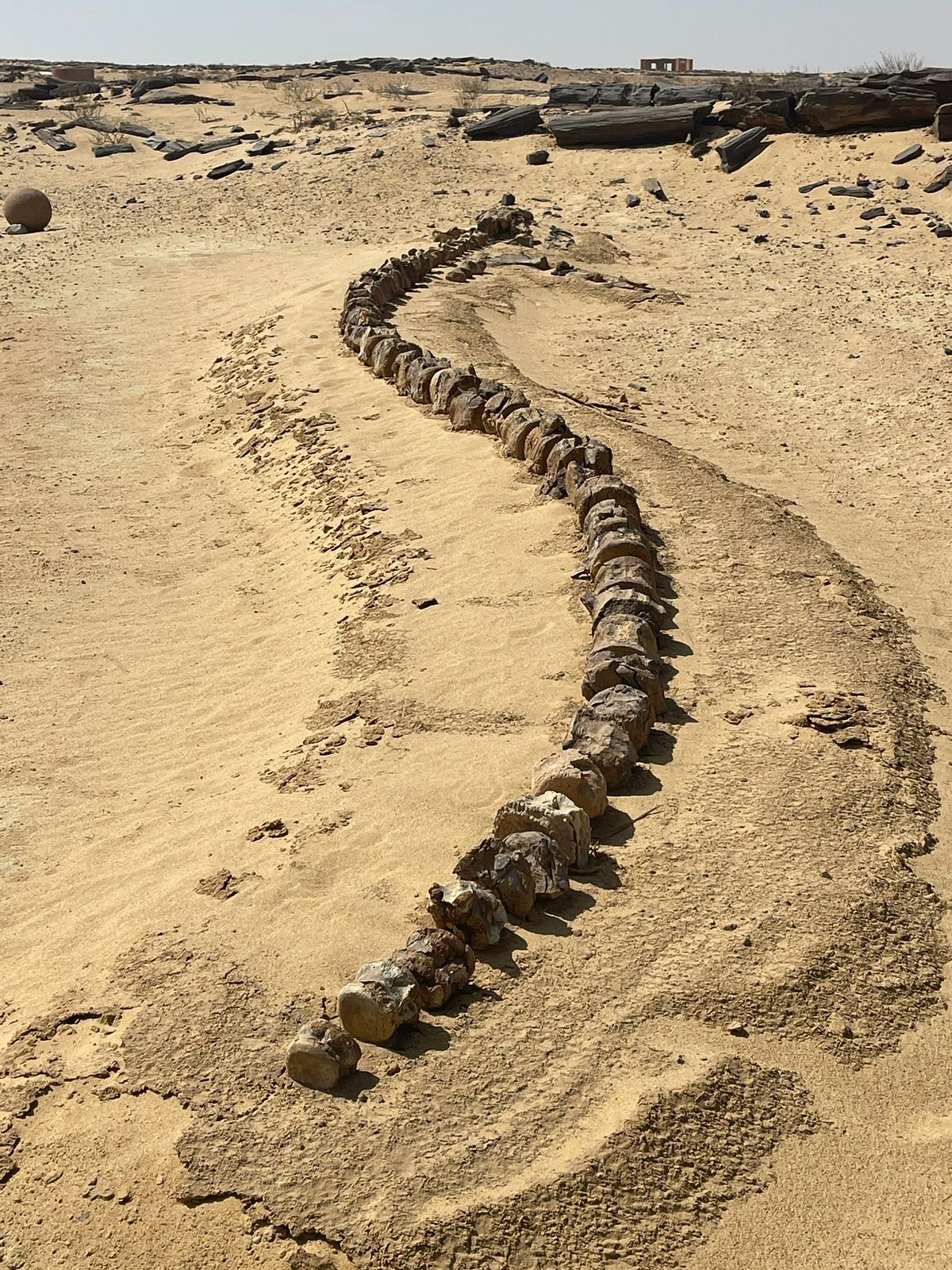 Whale remains, Wadi Hitan, Faiyum