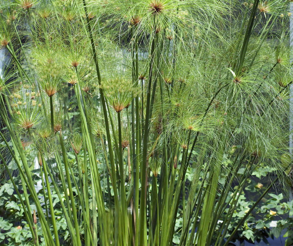 Papyrus plant marshes