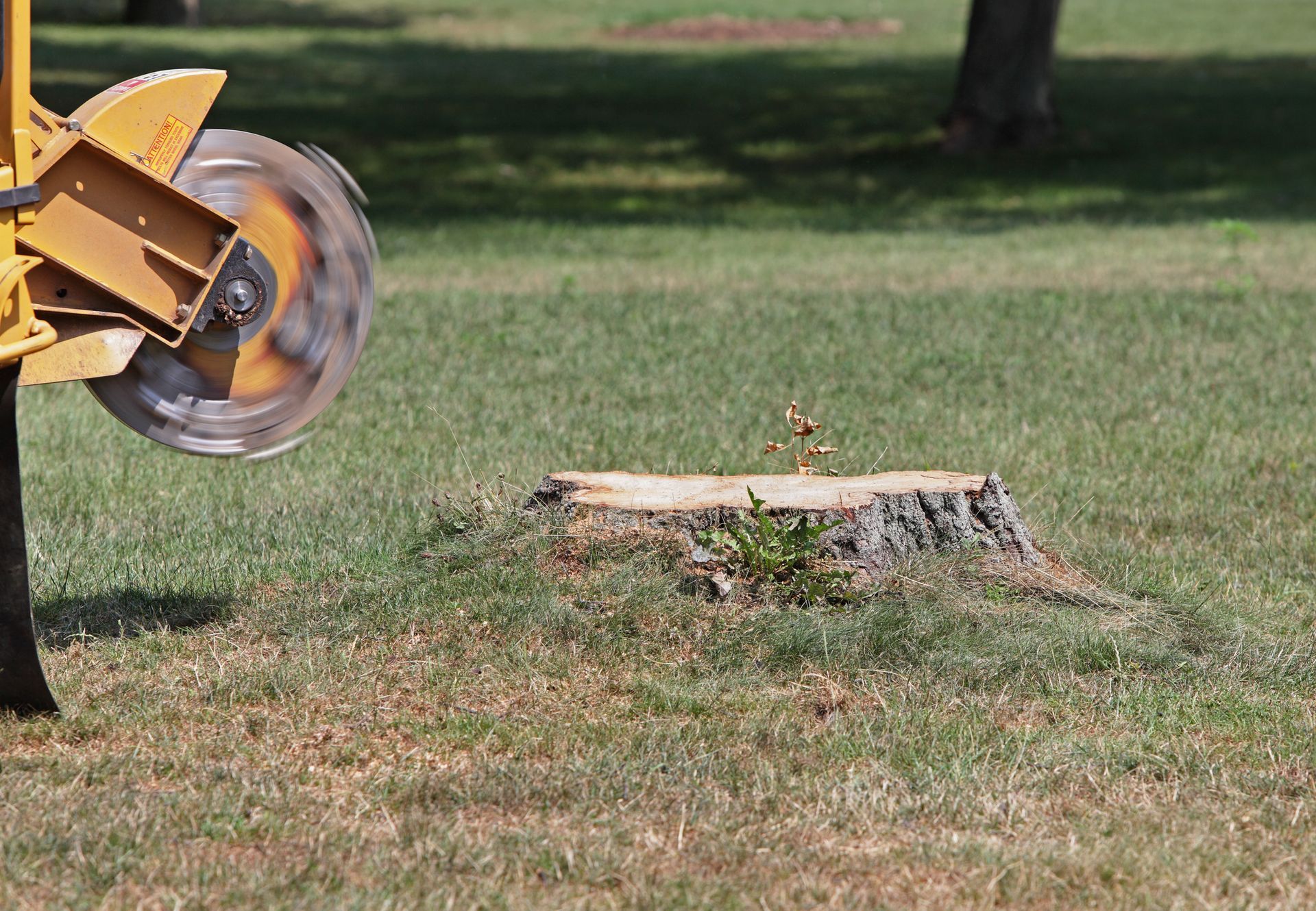 A tree’s stump, with a aspinning tree cutter close to it. There’s a forest in the background.