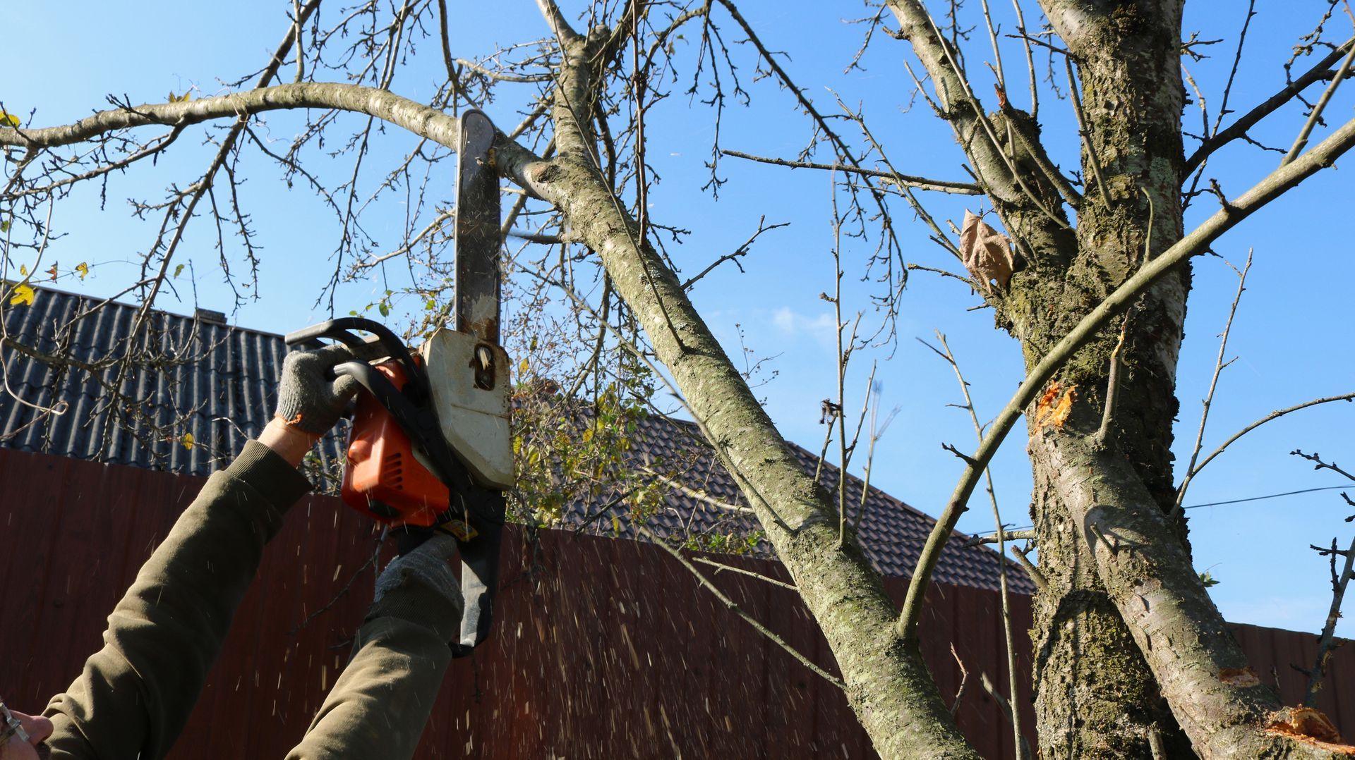 A tree care specialist providing tree trimming service, using a chainsaw to prune branches.