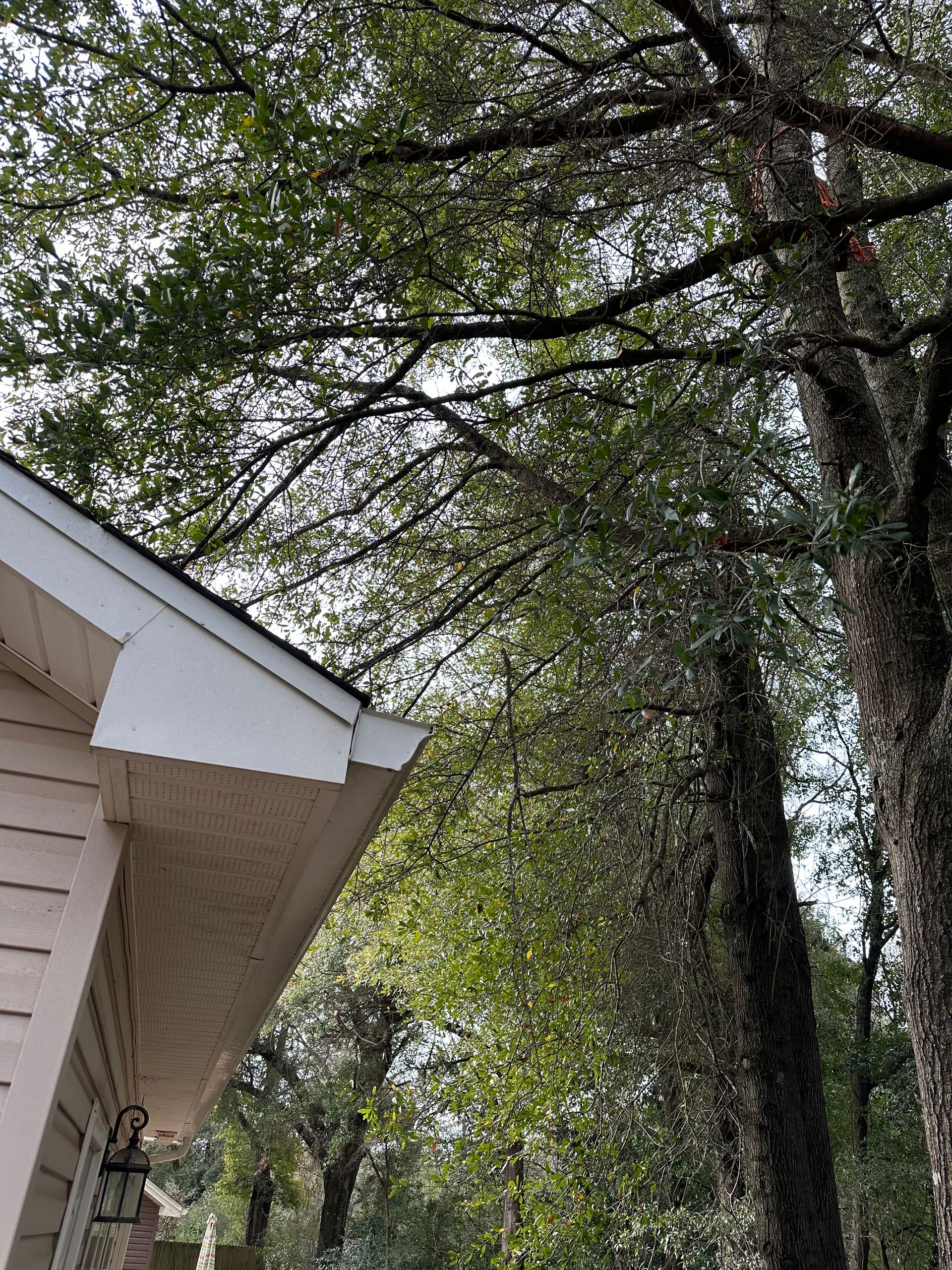 Tree Service - Crestview, FL - Diven Tree Services