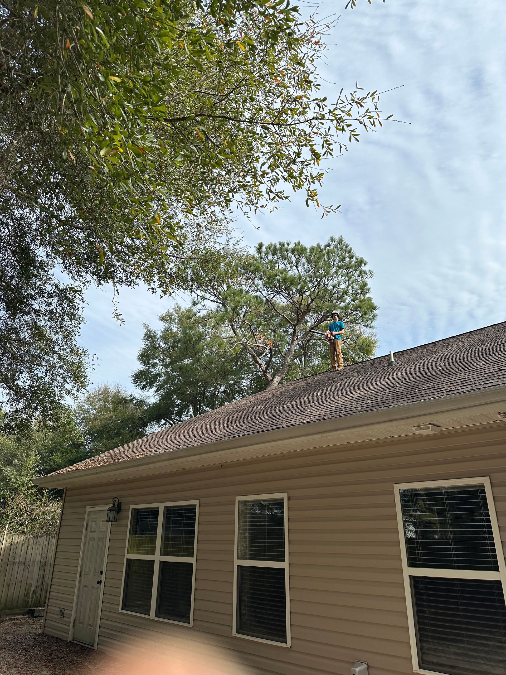 Tree Trimming - Crestview, FL - Diven Tree Services