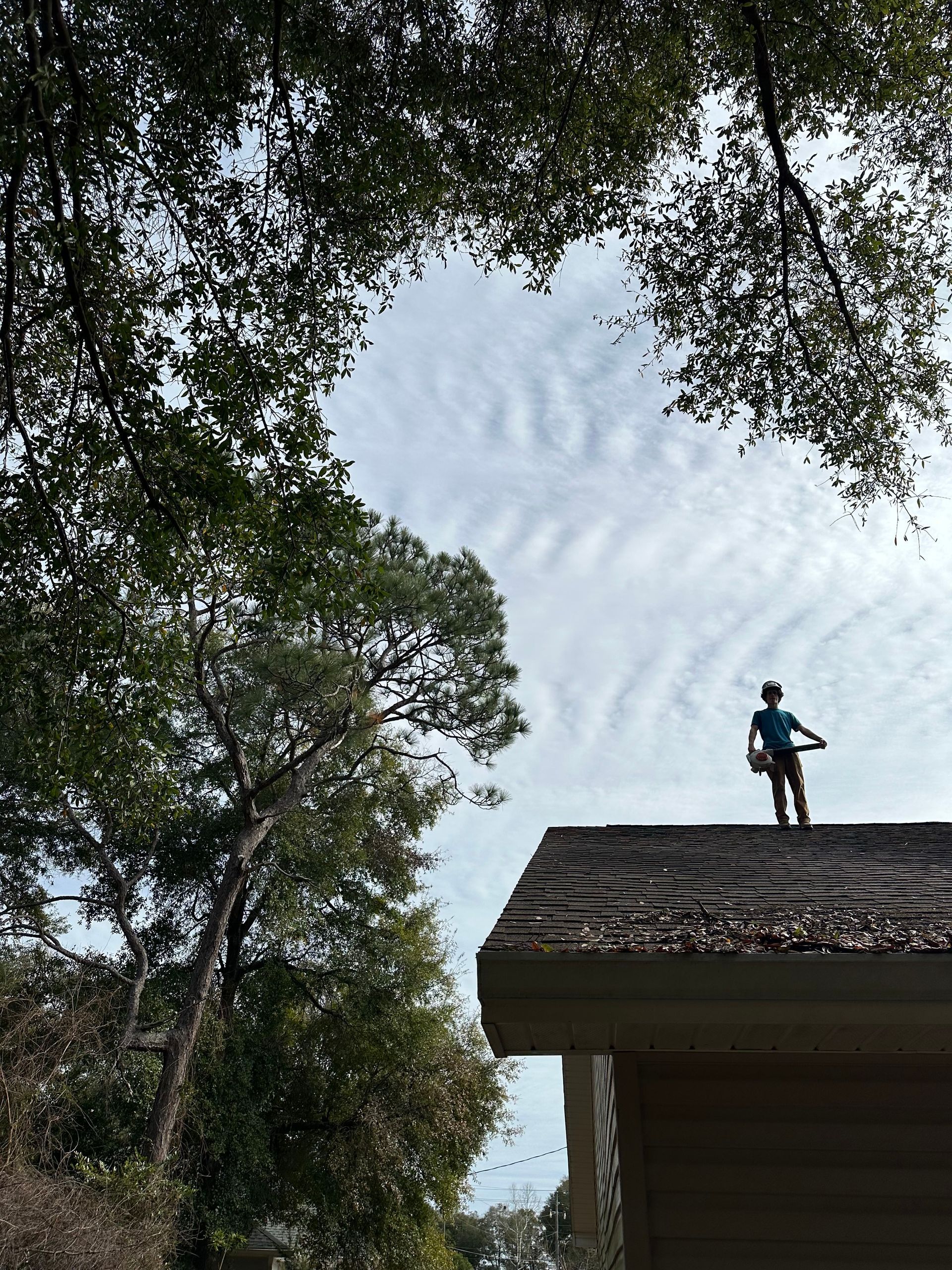 Tree Trimming Result - Crestview, FL - Diven Tree Services