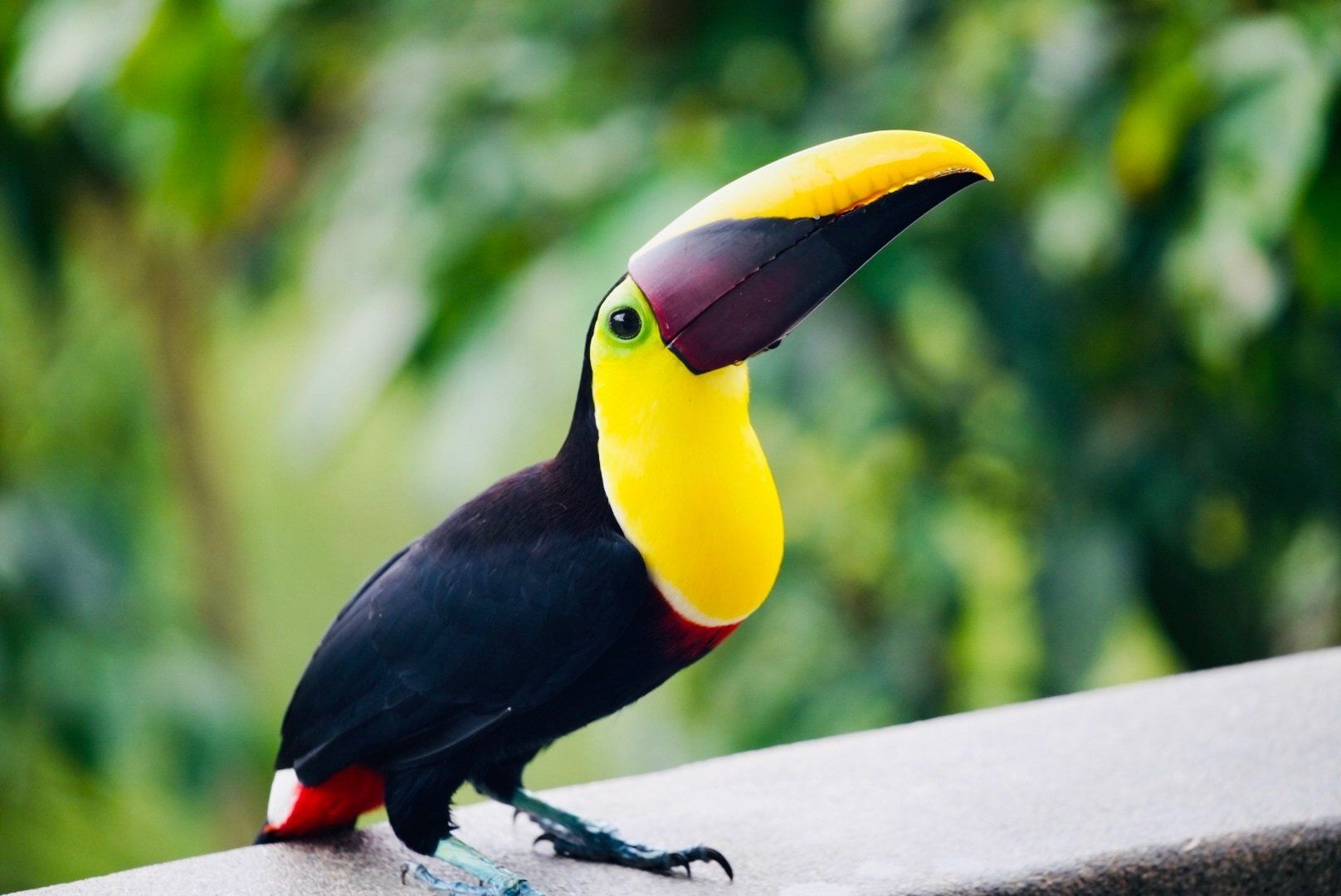 A toucan with a yellow beak is perched on a railing.