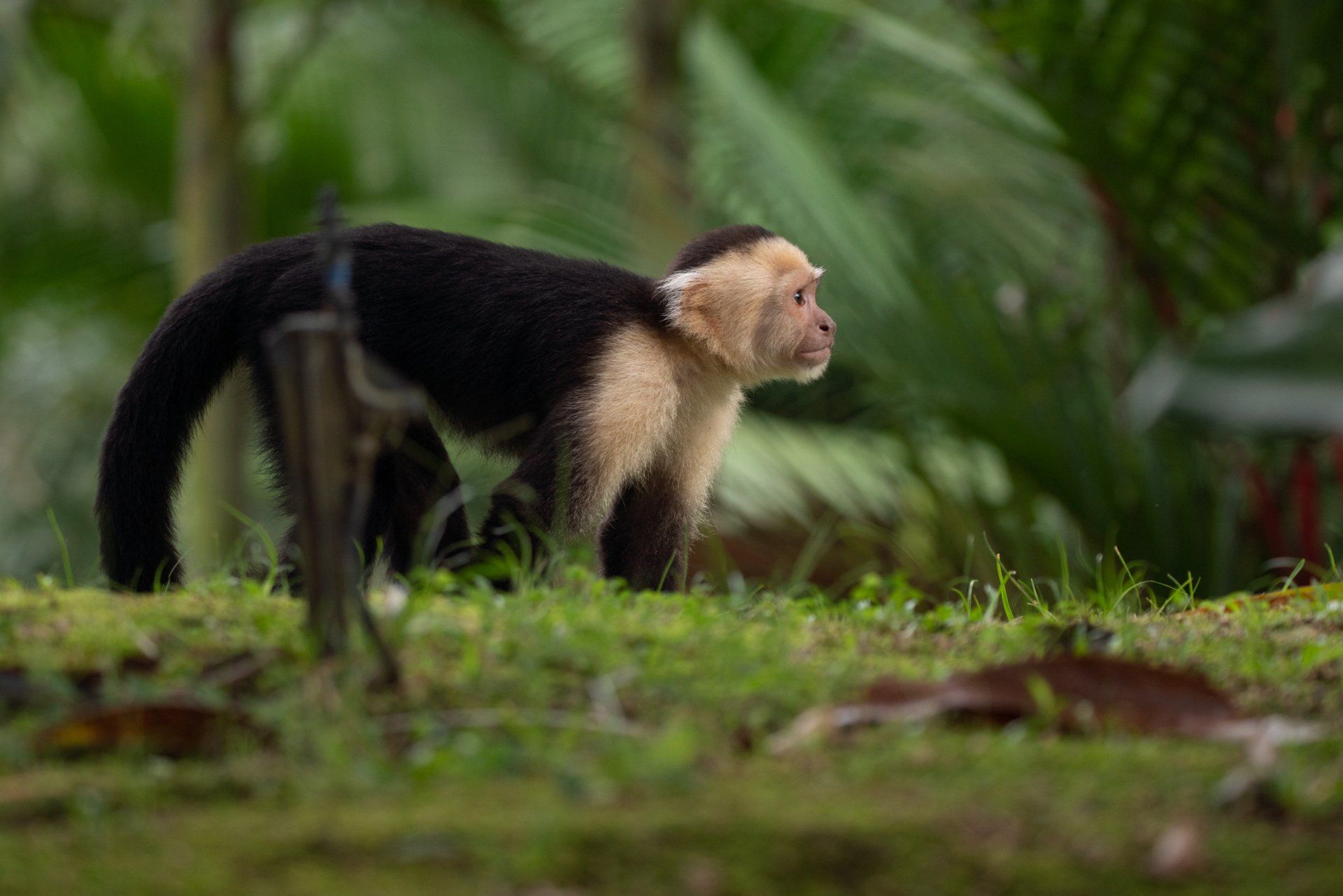 A black and white monkey is walking in the grass.