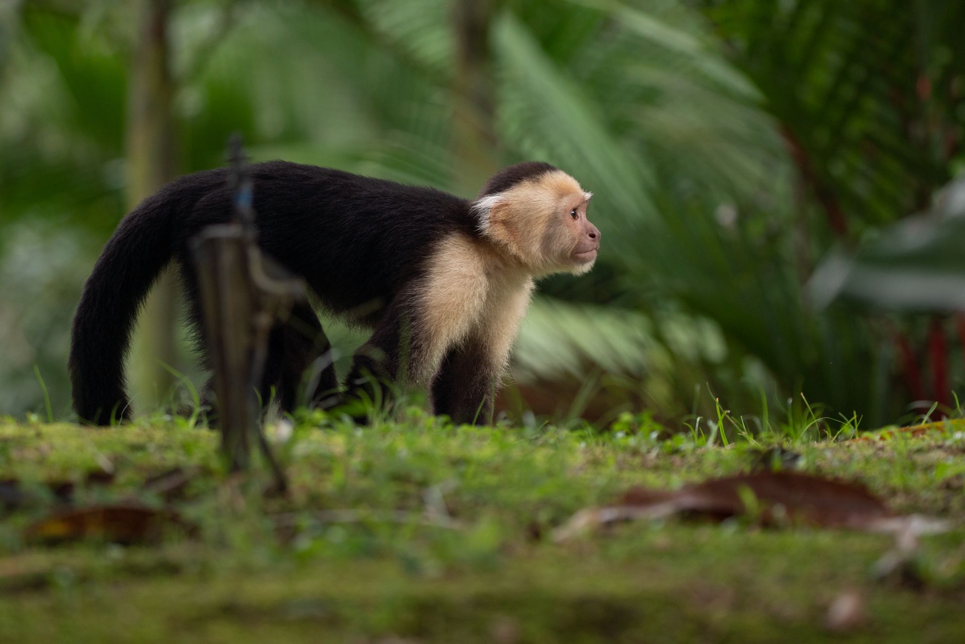 A black and white monkey is walking in the grass.