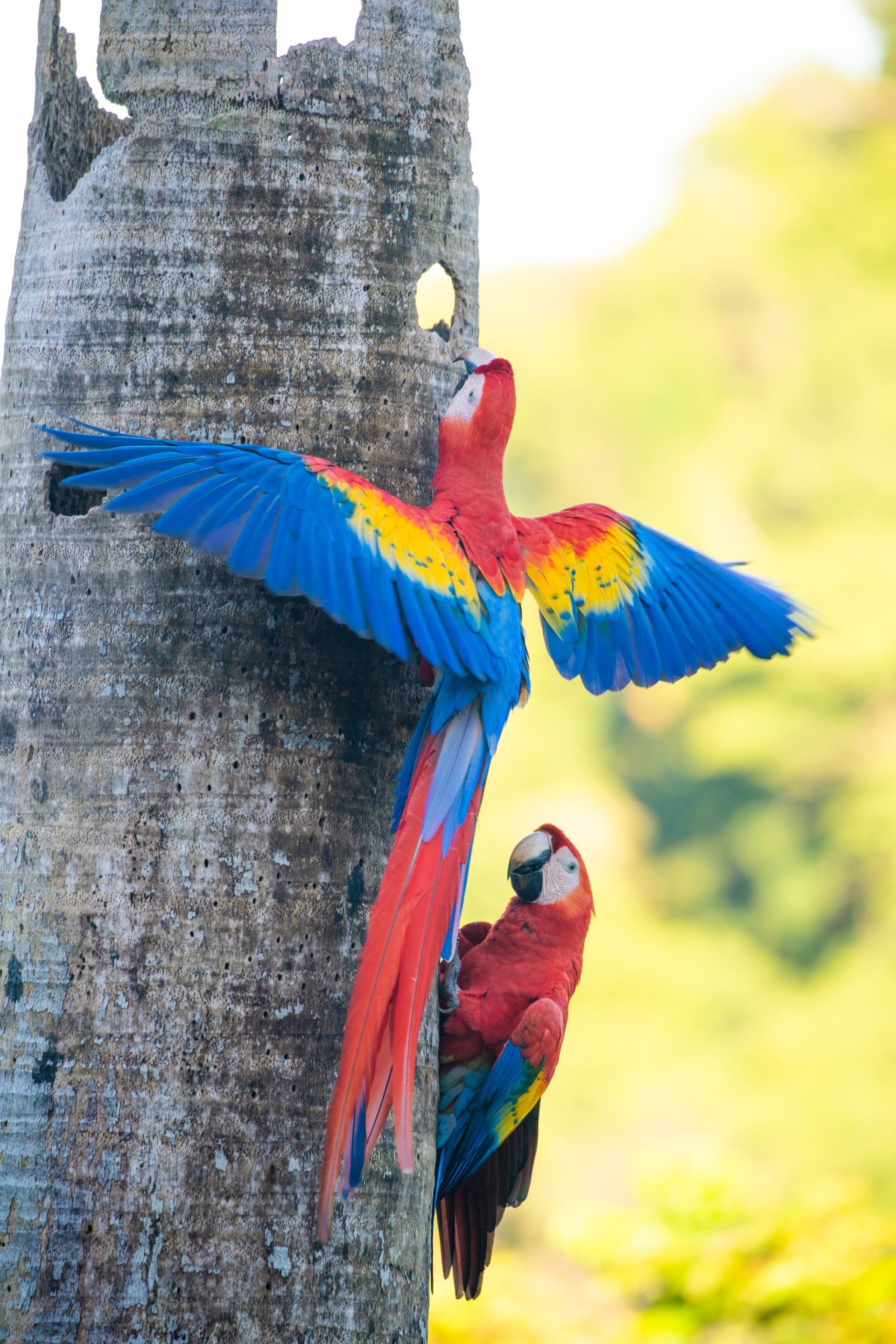 Two colorful parrots are perched on a tree trunk