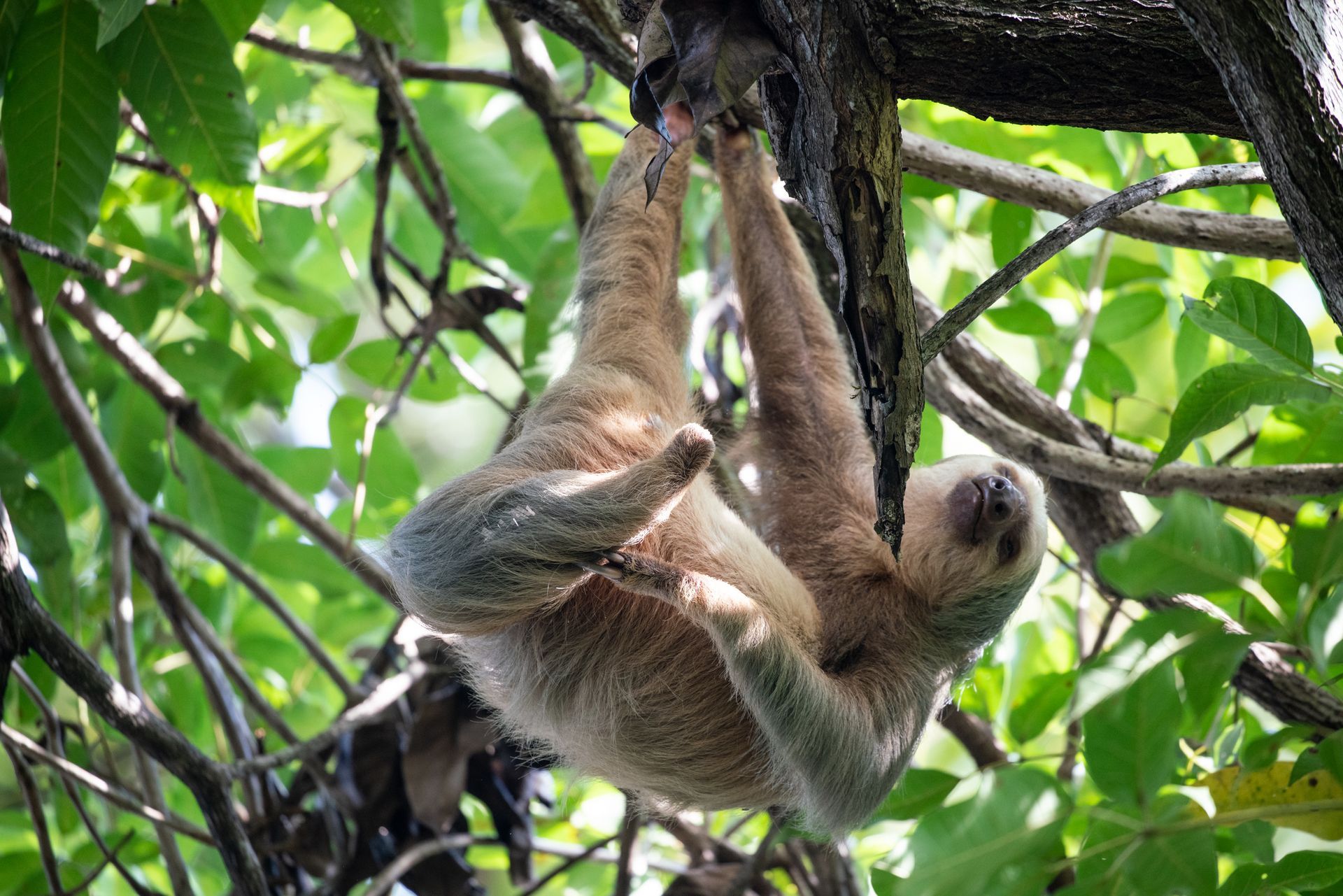 A sloth is hanging upside down from a tree branch.