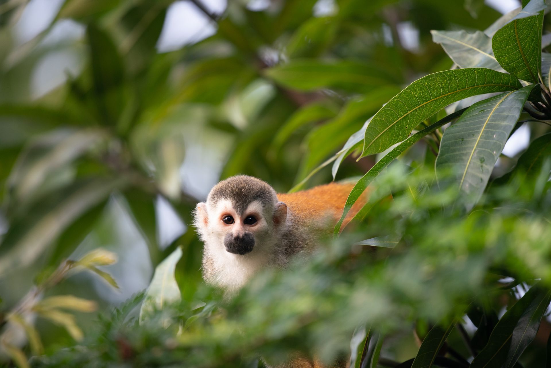 A small squirrel monkey is sitting in a tree.