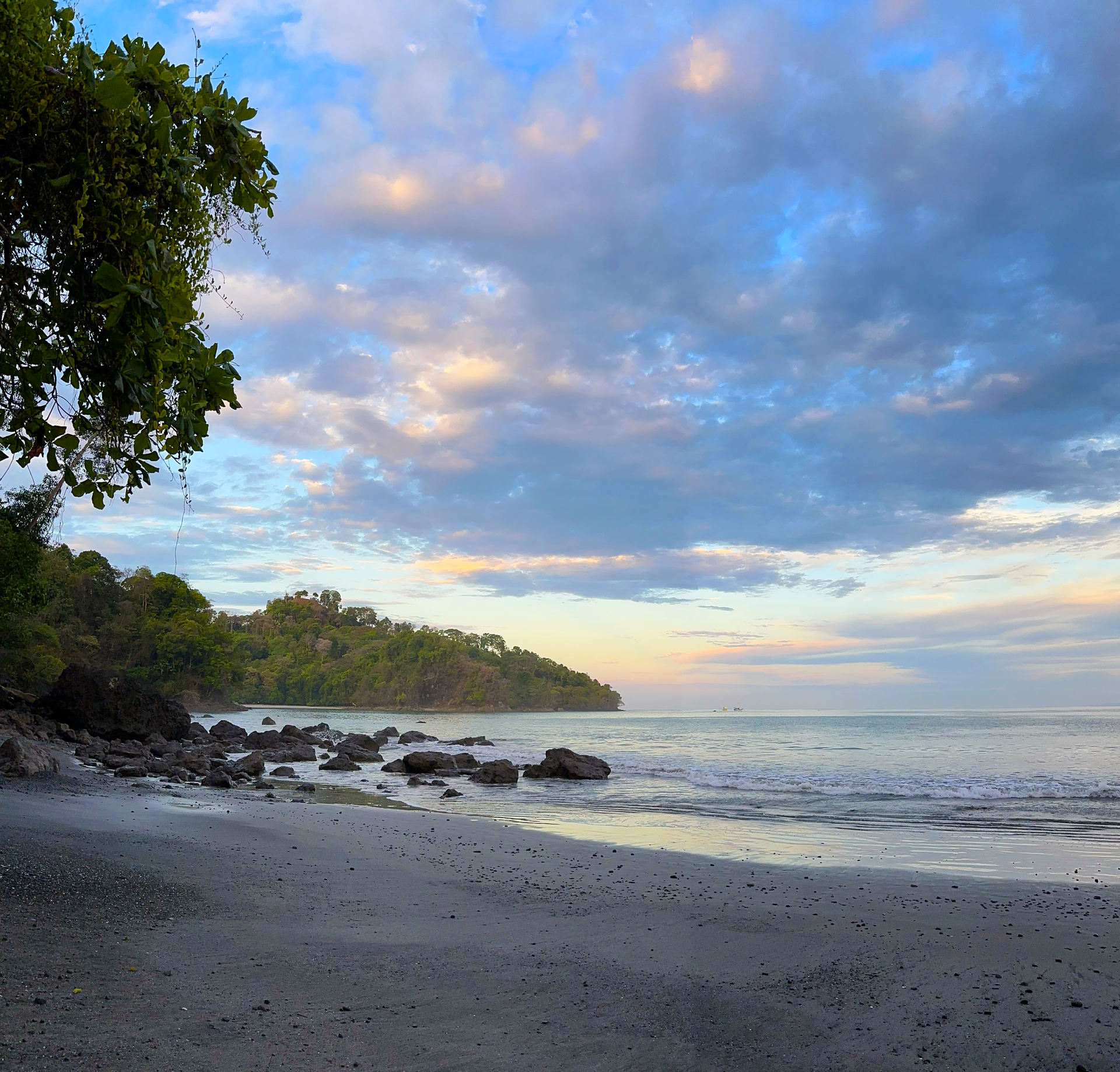 A beach with a tree in the foreground and the ocean in the background