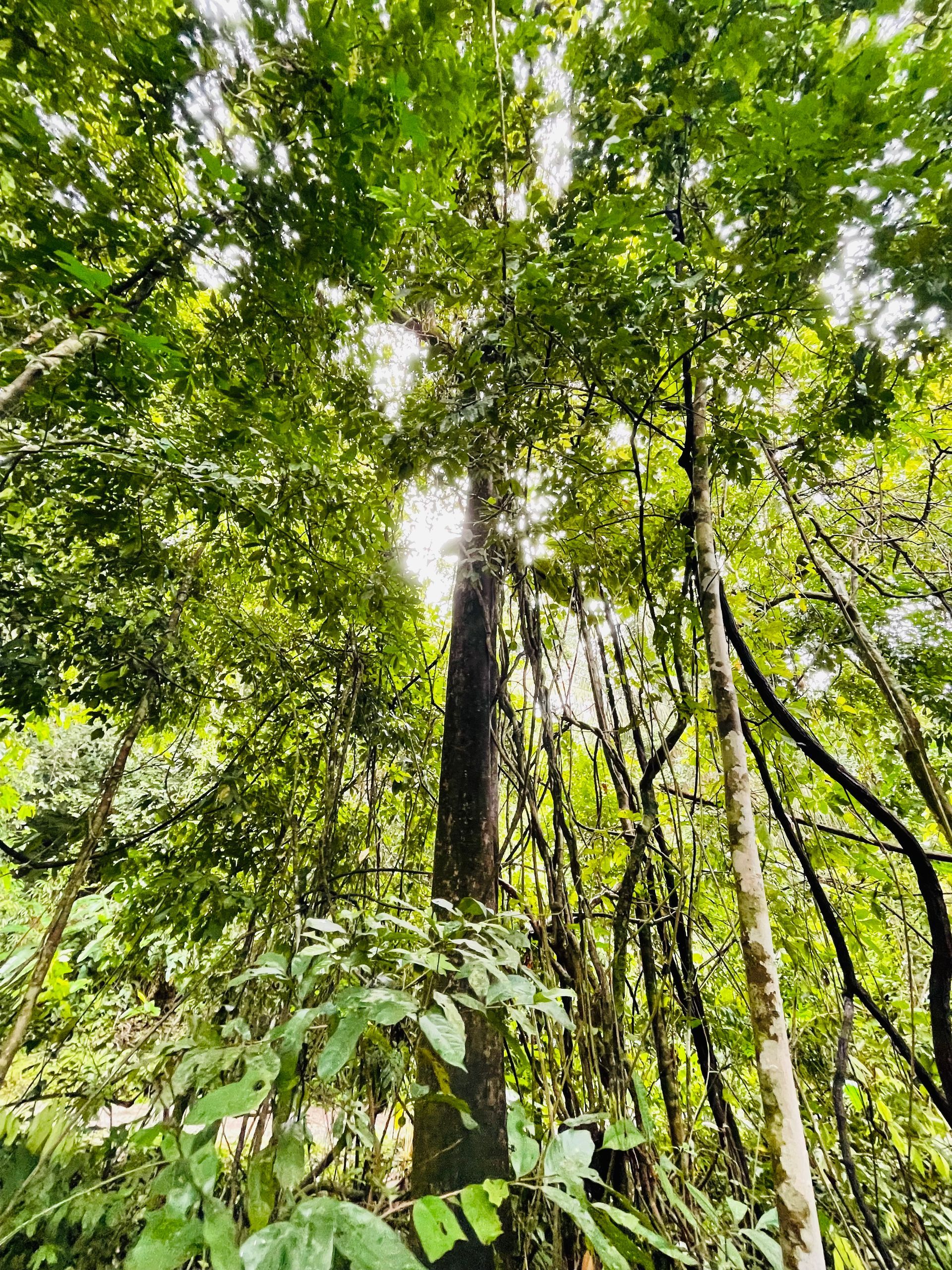 The sun is shining through the trees in the forest.