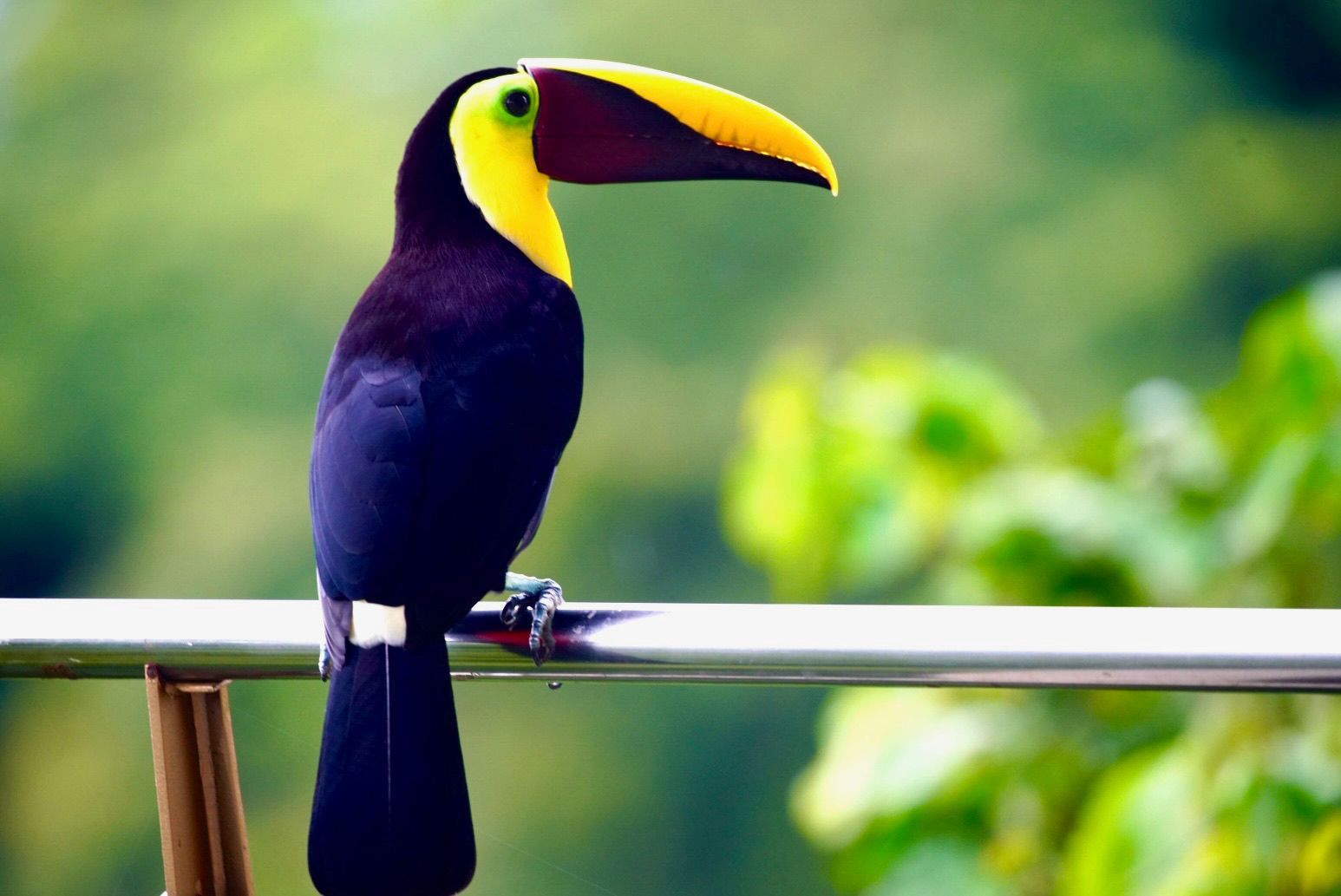 A toucan perched on a railing with a yellow beak