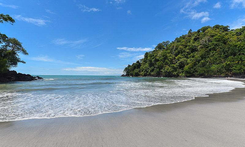A beach with trees on the shore and waves coming in on a sunny day.