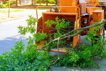 Tree Removal — Fresno, CA — Gomez Tree Service