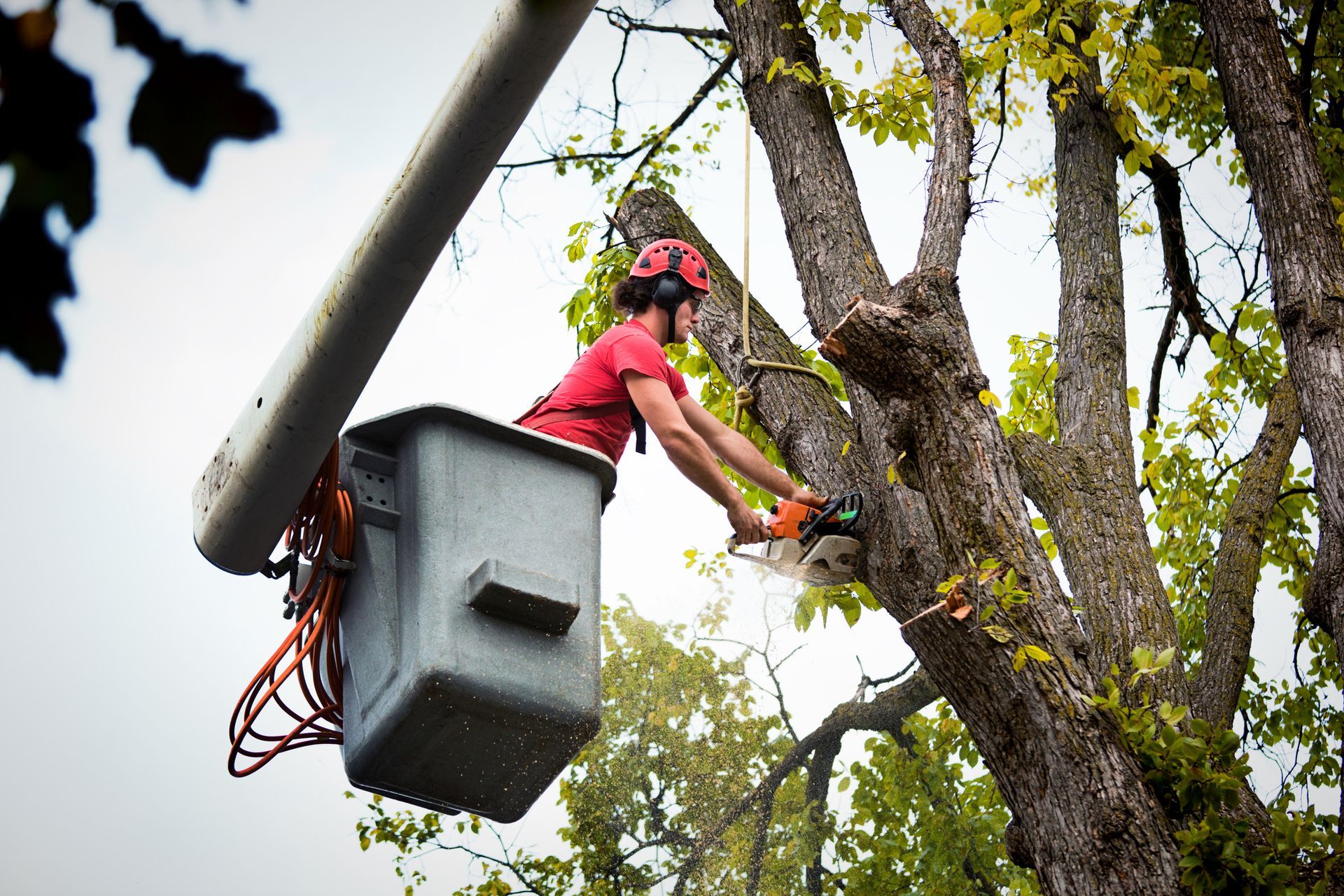 A person in a bucket with a chainsaw in a tree