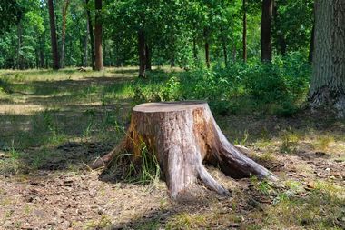 Old Stump in the Park  — Fresno, CA — Gomez Tree Service