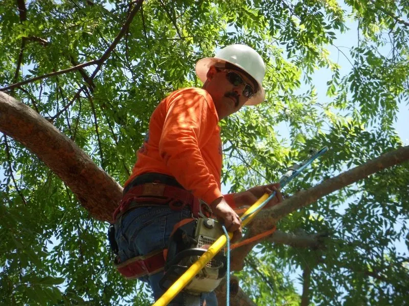 Tree Removal Image — Fresno, CA — Gomez Tree Service
