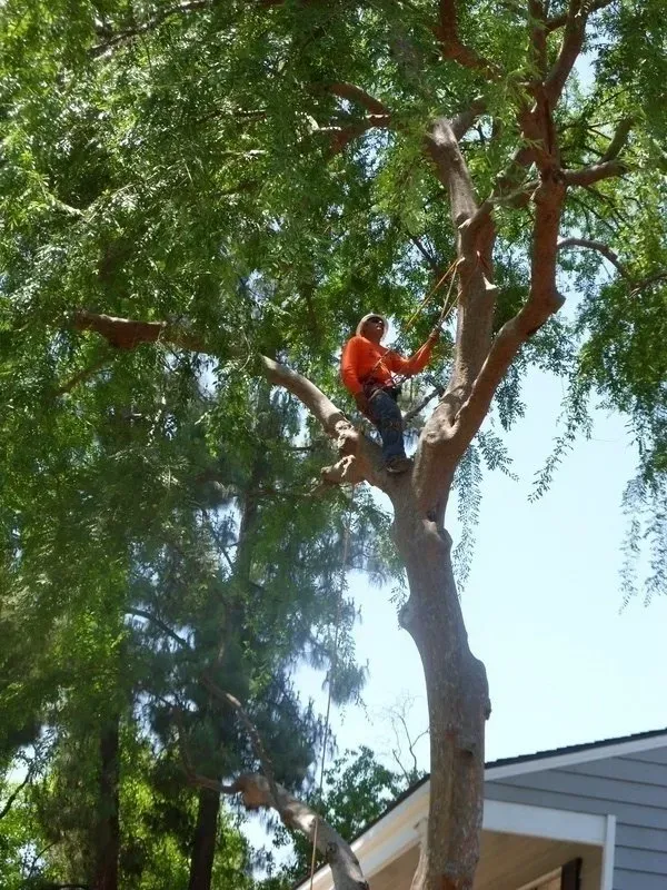 Tree Removal Process Image — Fresno, CA — Gomez Tree Service
