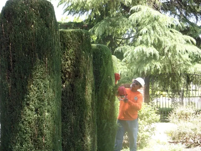Tree Trimming Image — Fresno, CA — Gomez Tree Service