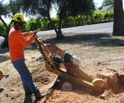 Stump Grinding Image — Fresno, CA — Gomez Tree Service