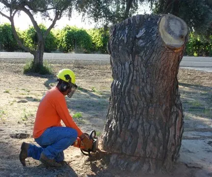 Stump Removal Image — Fresno, CA — Gomez Tree Service