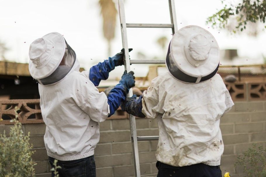 Two workers in white protective suits and hats lift a ladder outdoors near a brick wall.
