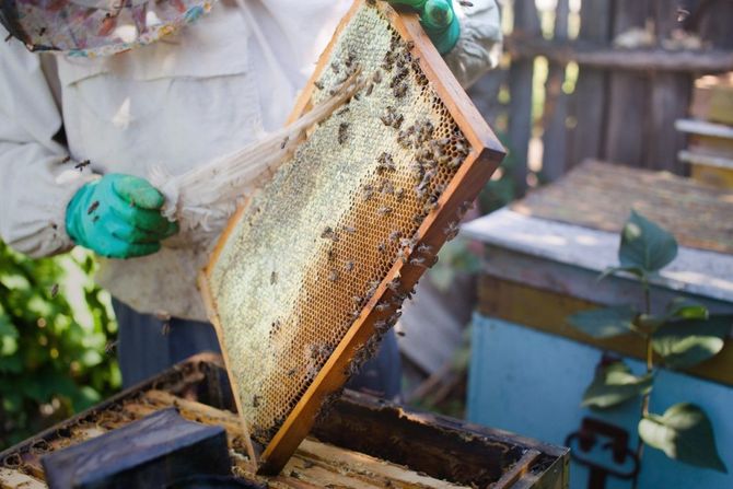 Beekeeper holding a honeycomb frame beside open hive boxes outdoors