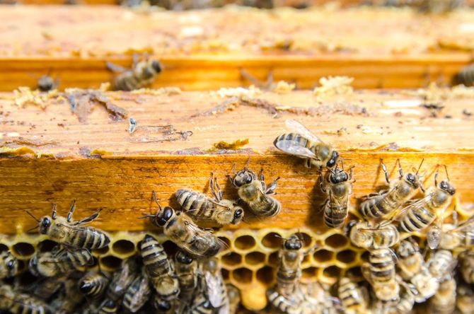 Honeybees swarming on a wooden hive frame with visible honeycomb cells