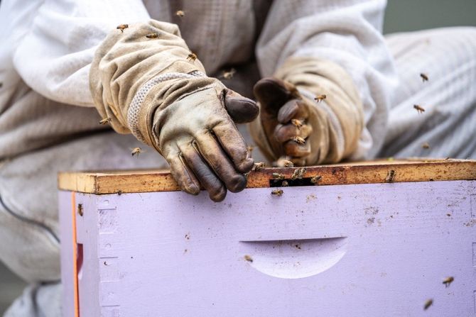 Gloved hands inspecting a beehive frame beside a white hive box outdoors