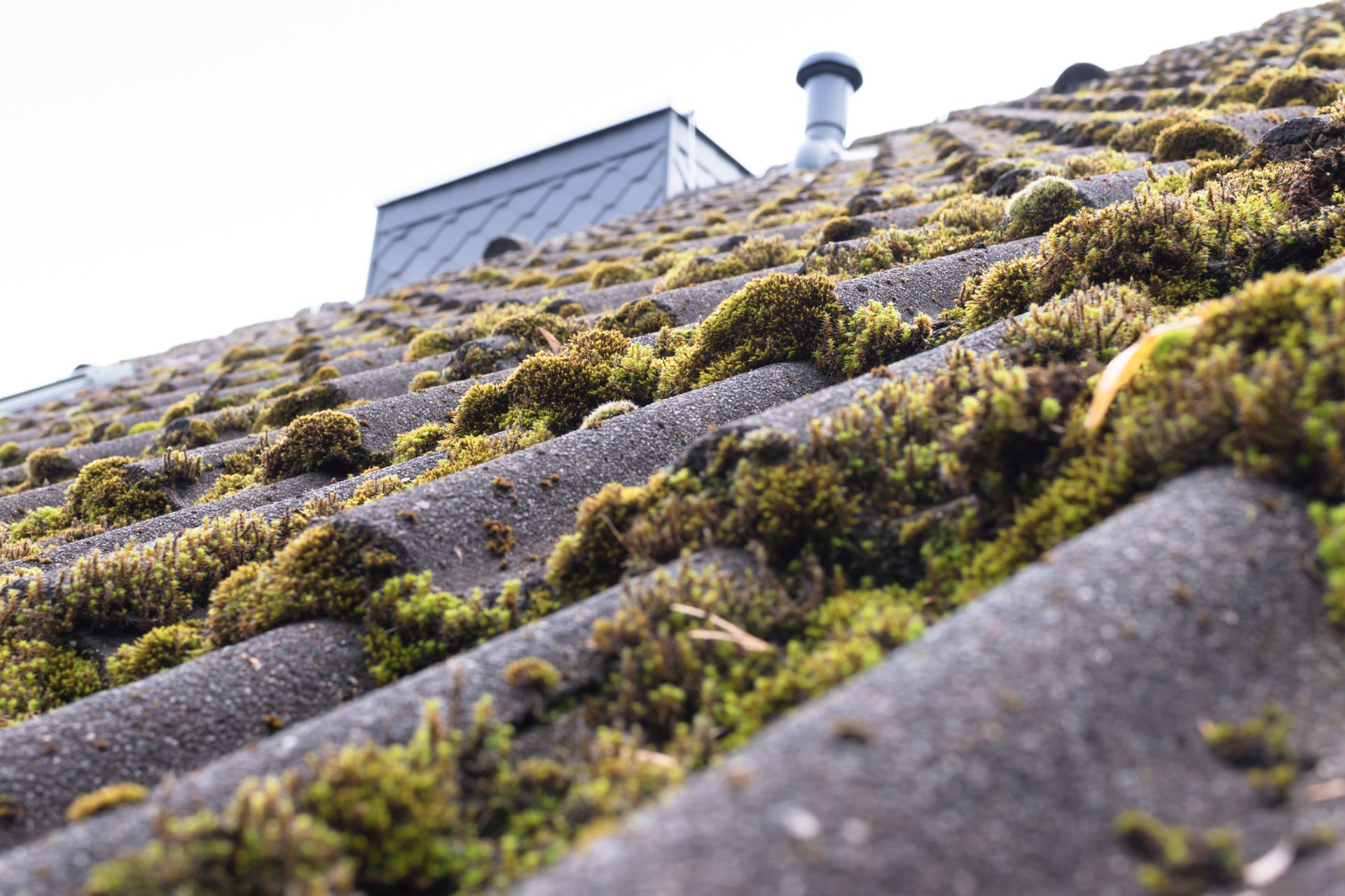 Gray roof tiles covered in green moss, with a chimney in the background.