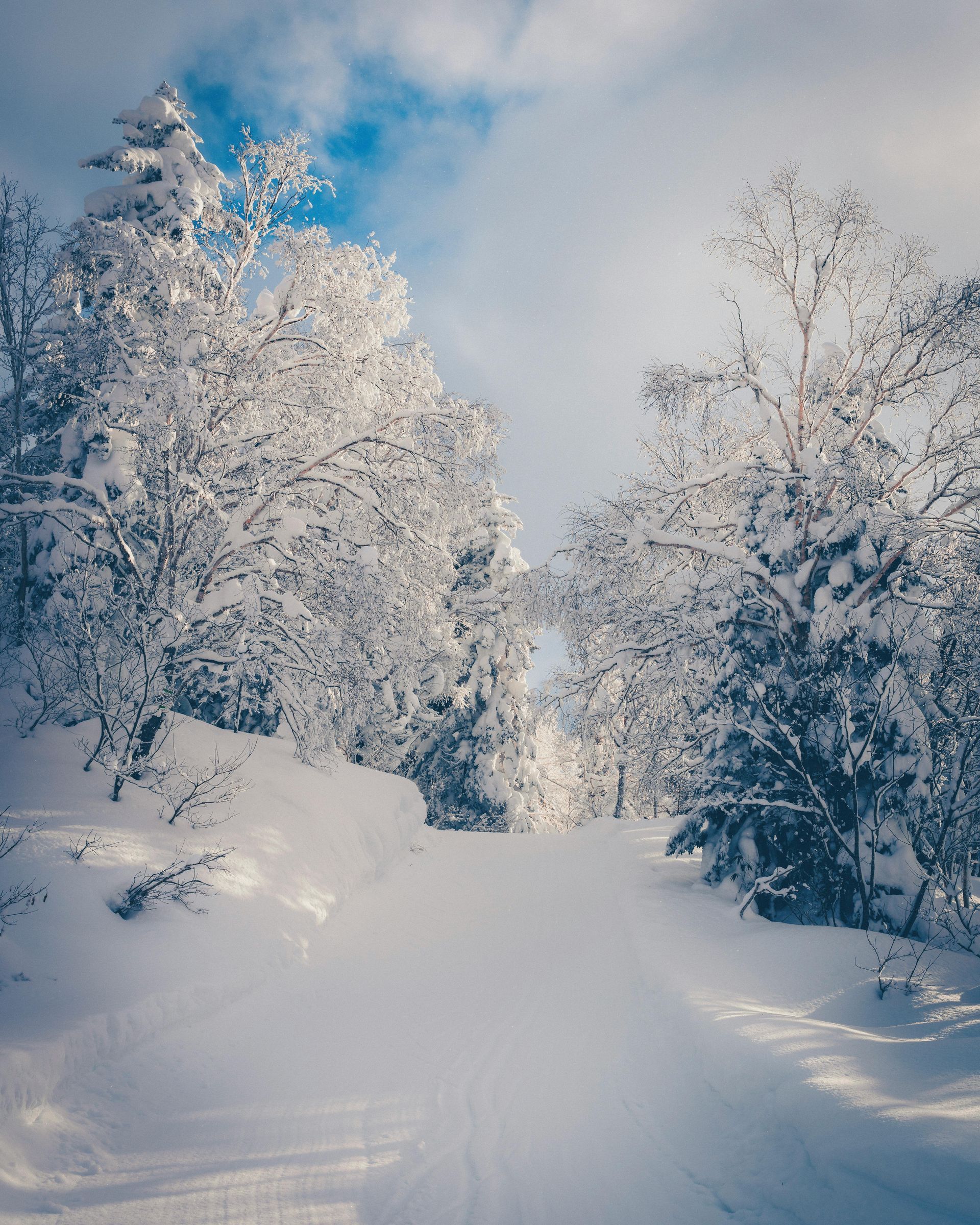 Snowy path through trees, under a bright blue sky.