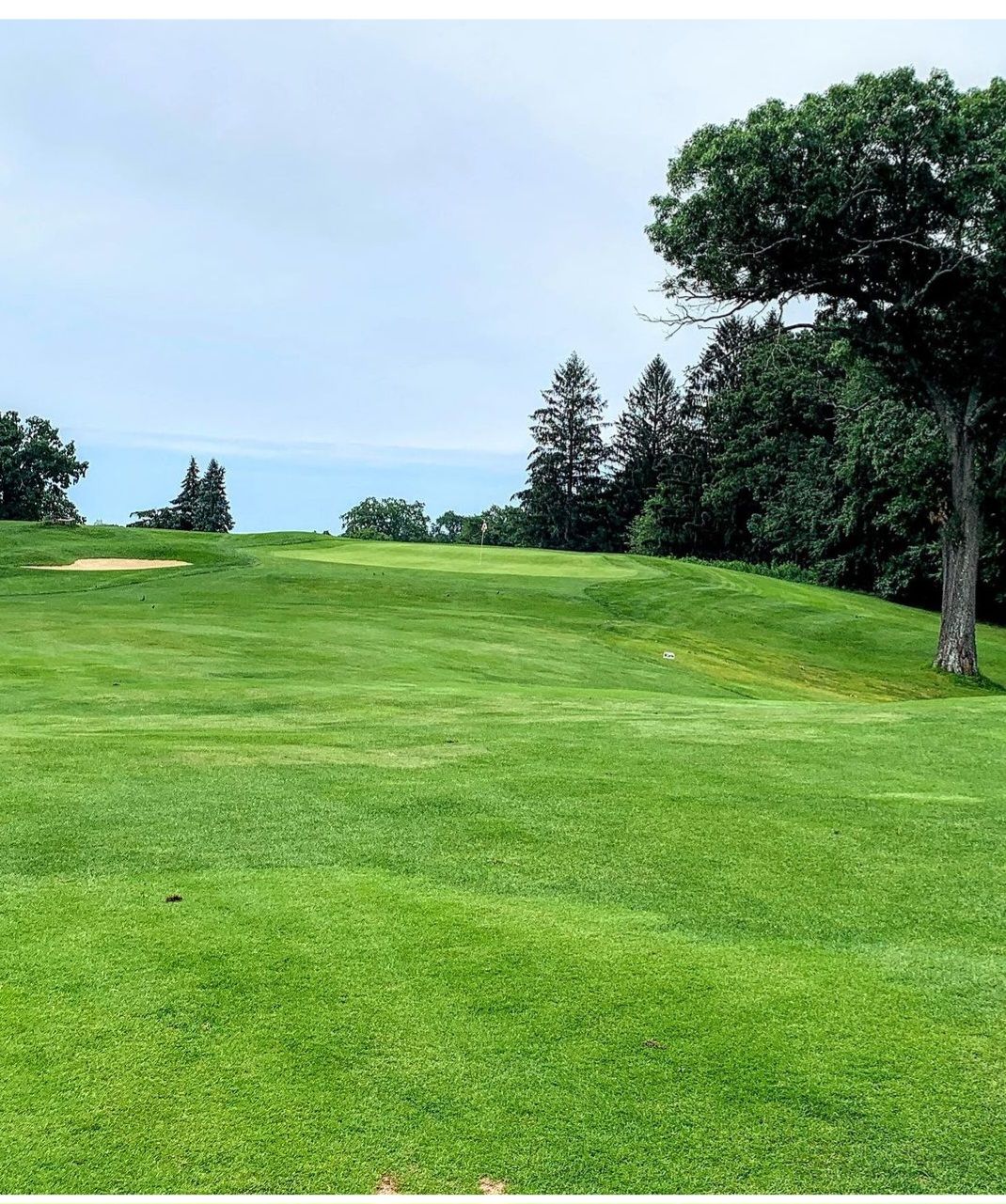 A lush green golf course with trees in the background