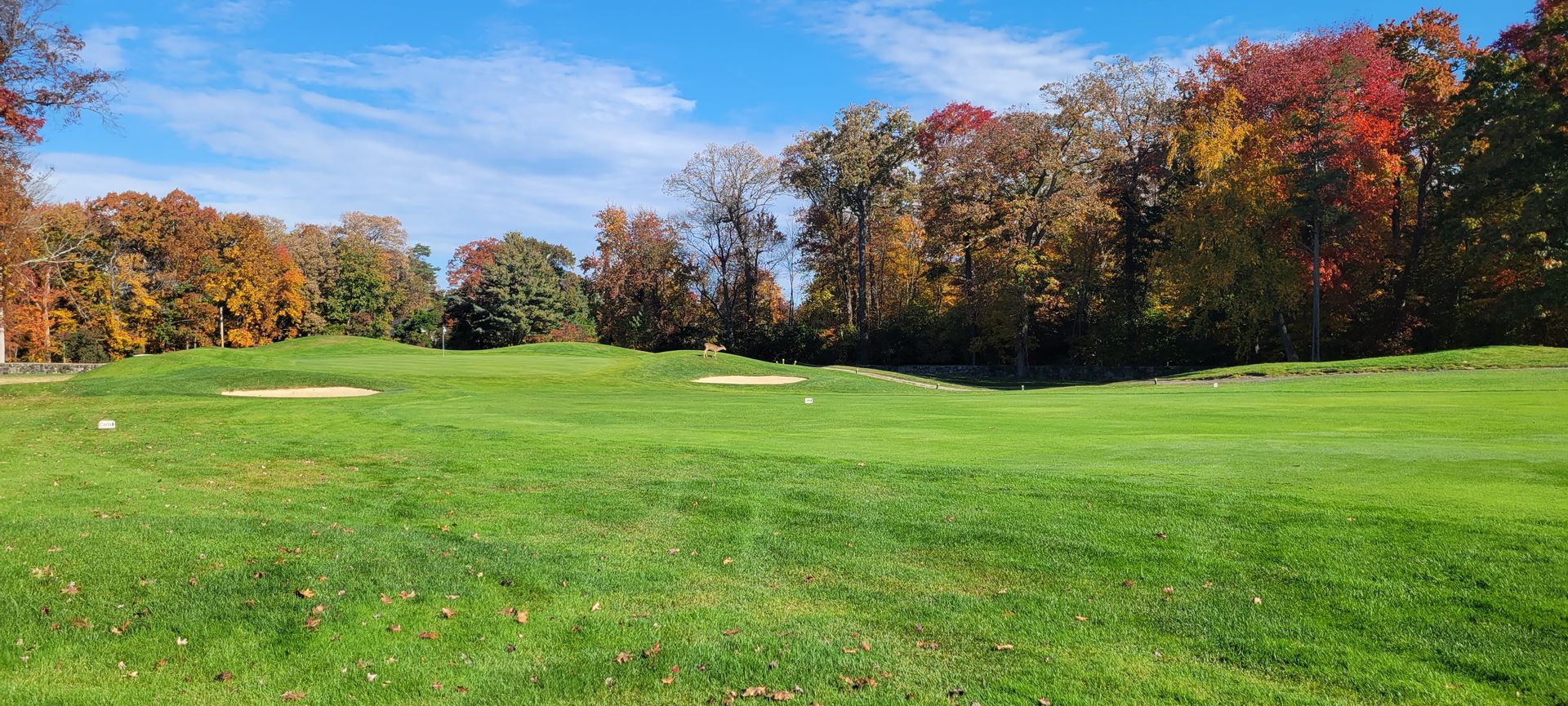 A golf course with trees in the background on a sunny day.