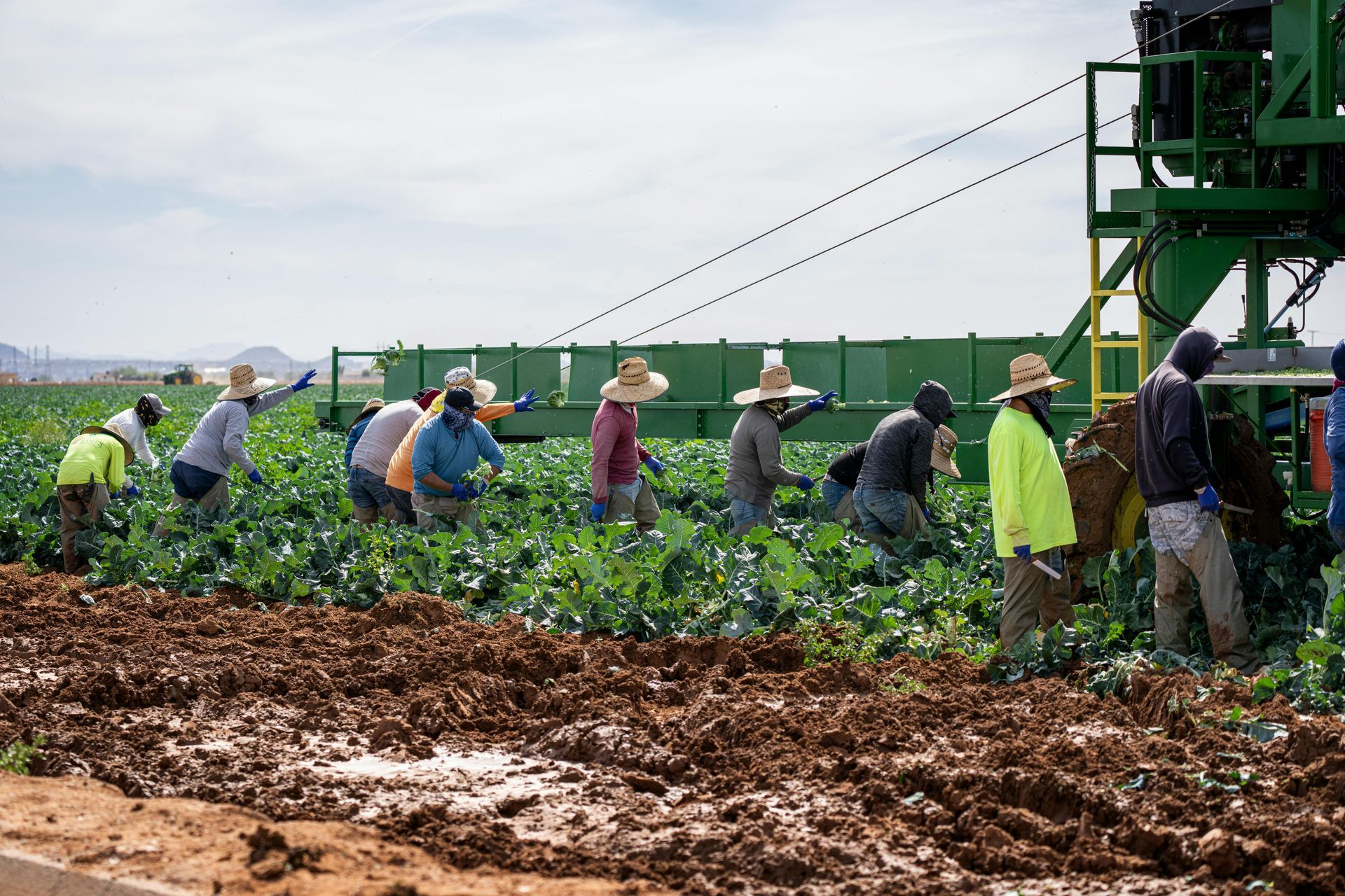 A group of people are working in a field.