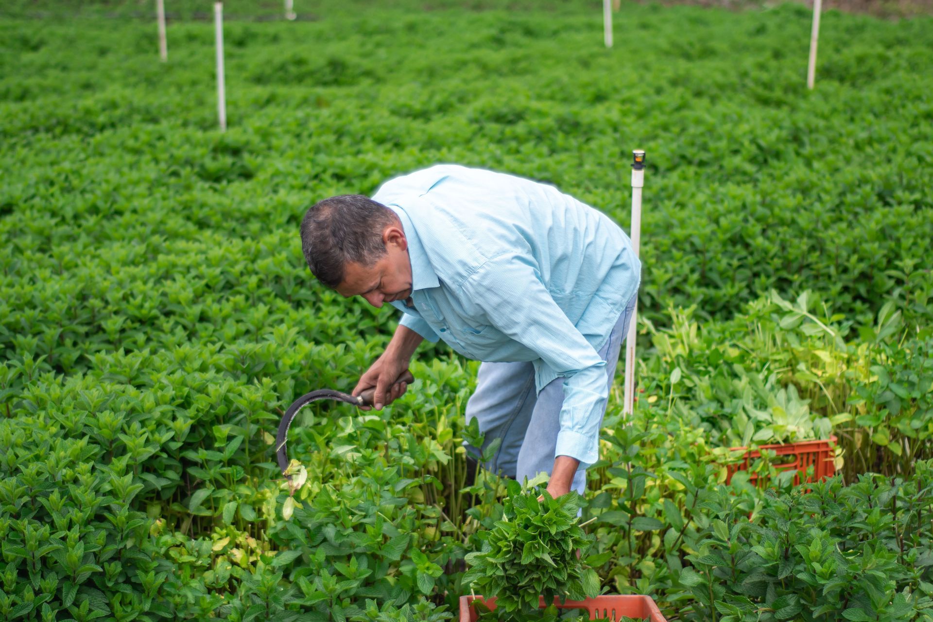 Farmer bending over green crop rows, inspecting plants in a field with baskets nearby