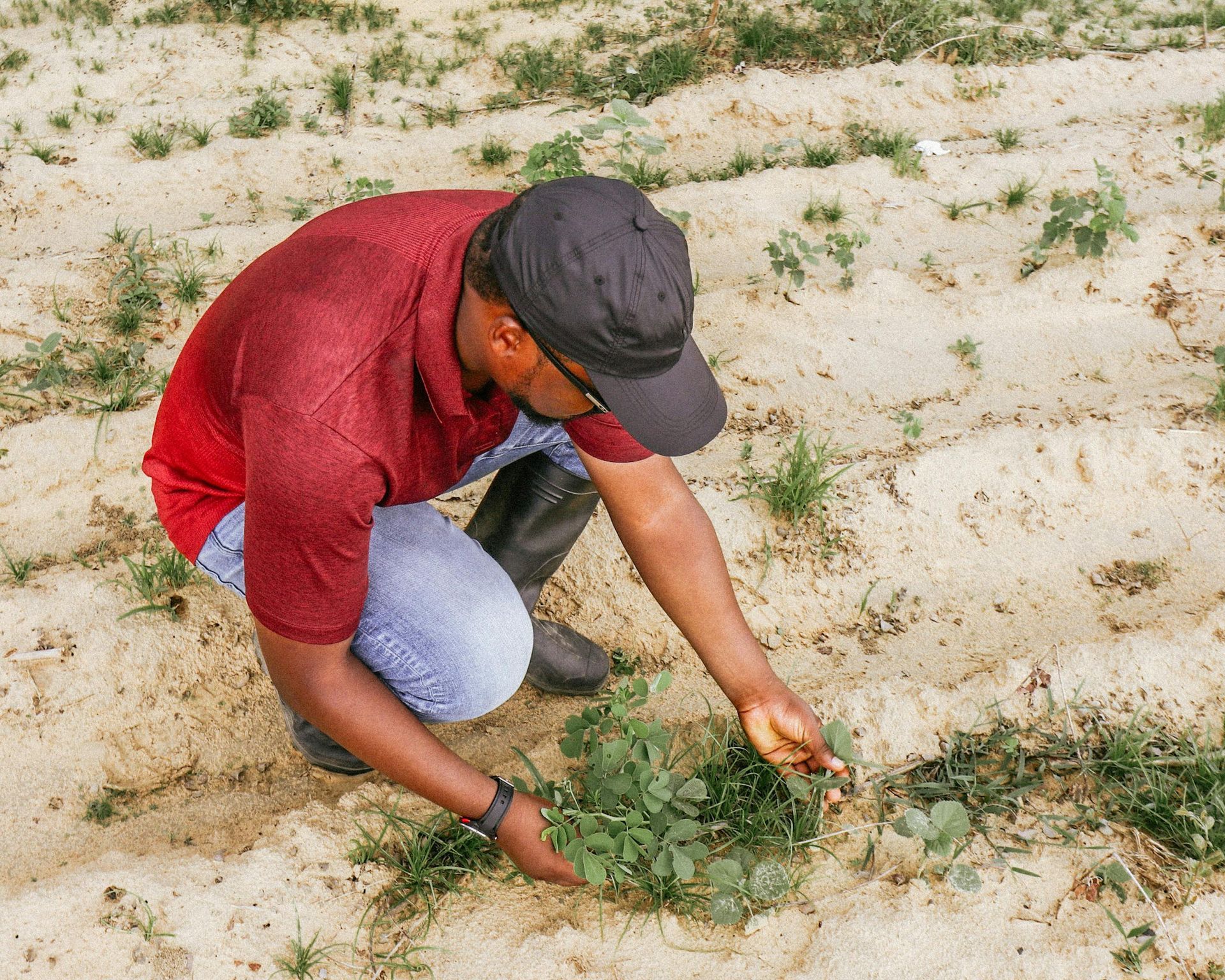 Man kneeling in a red shirt and black cap, planting or tending small green plants in sandy soil.