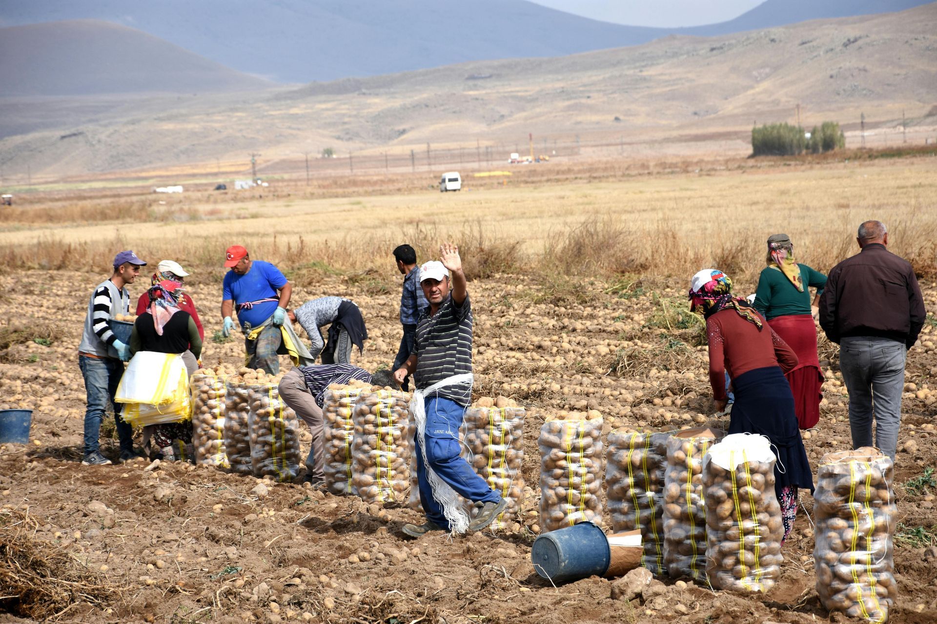 People harvesting potatoes in a field. Bags of potatoes line the rows, with a mountain range in the background.
