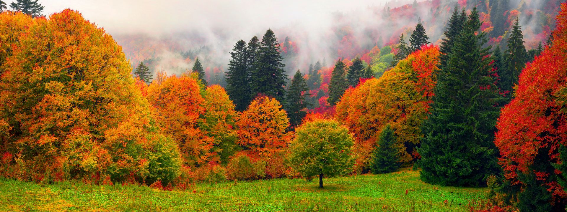 Autumn forest with vivid orange, red, and green trees under misty hills