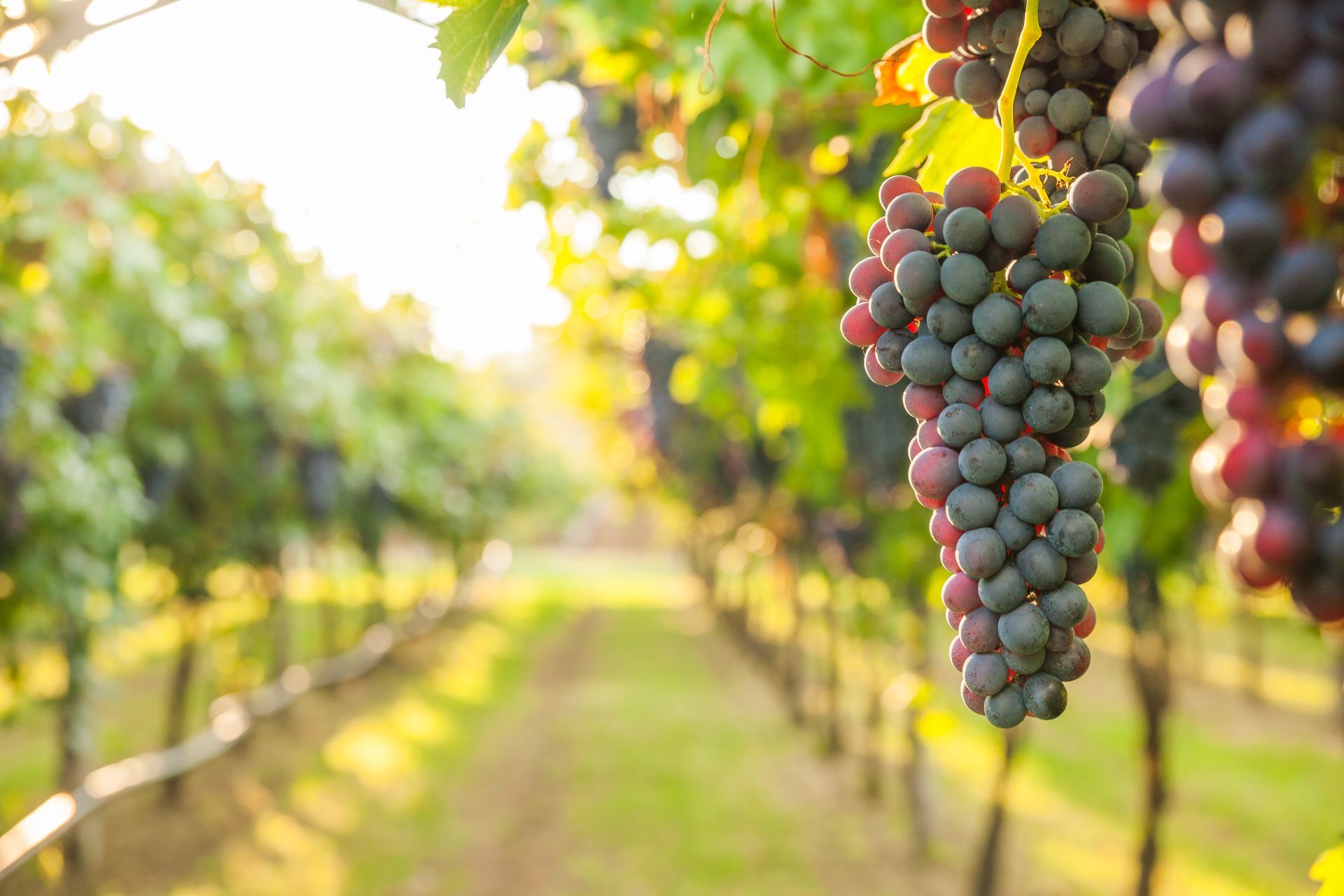 A bunch of dark purple grapes hangs from a vine in a sunny vineyard with rows of grapes stretching into the distance.