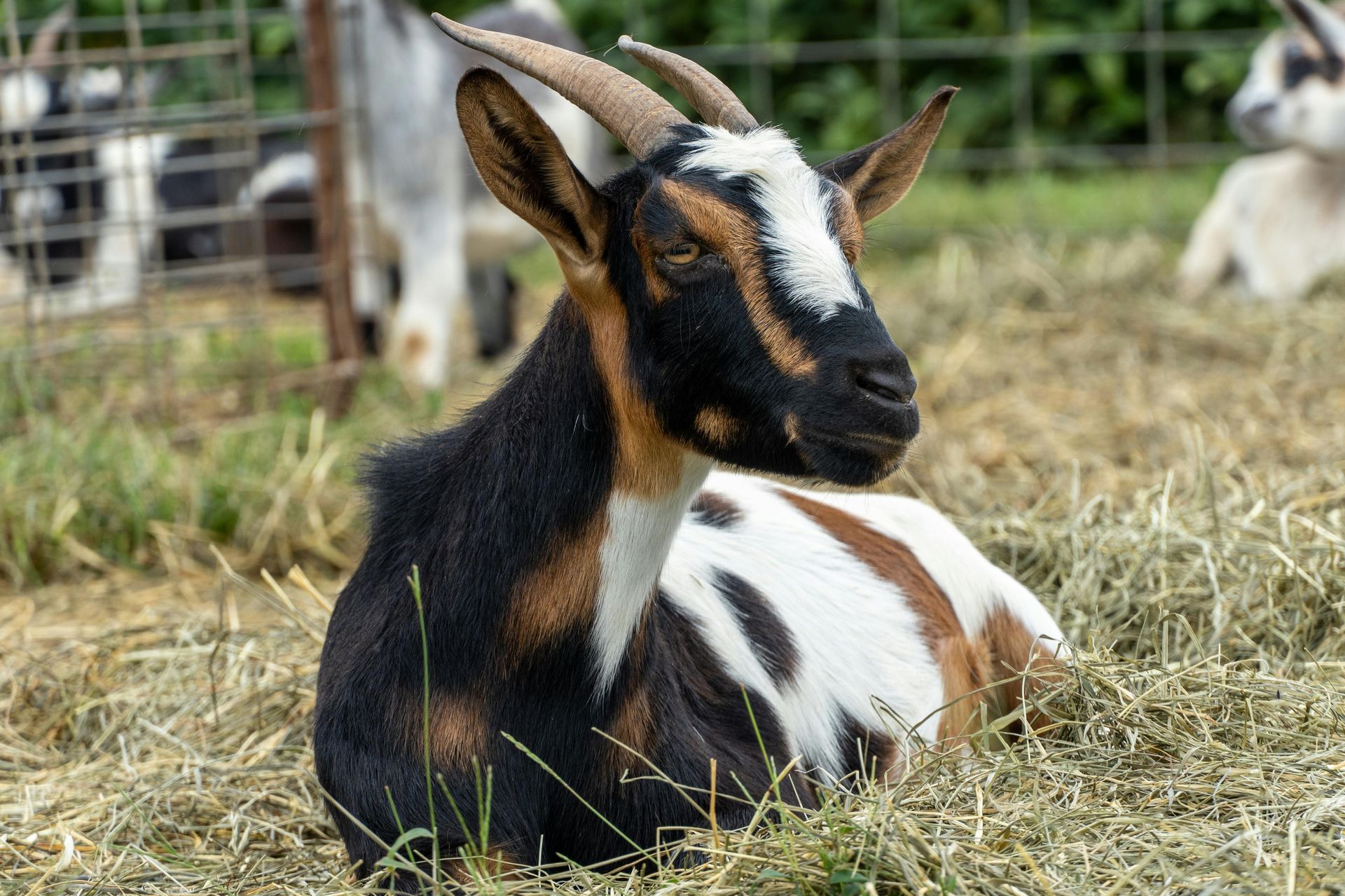Goat with black and brown coat, white markings, resting in hay.