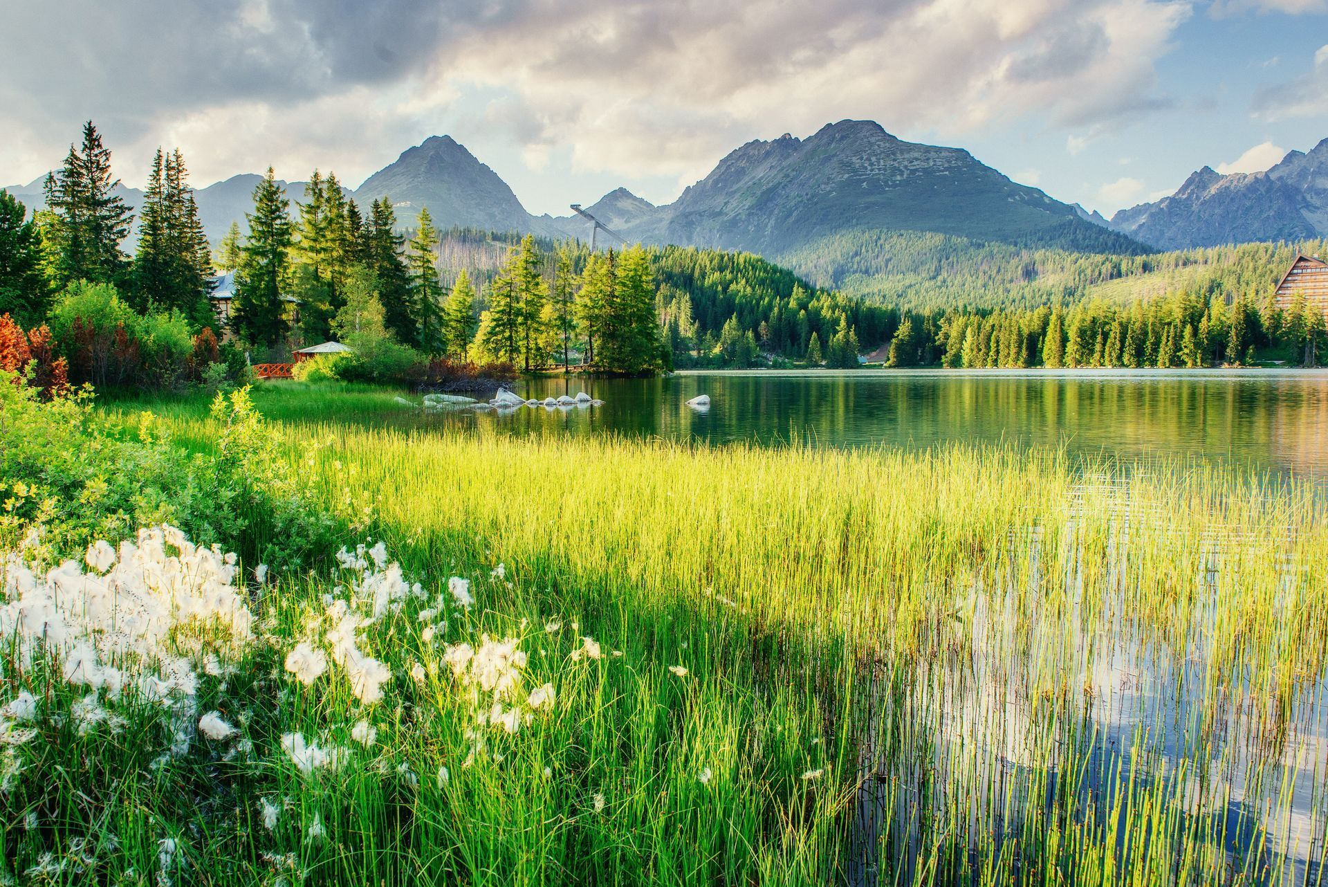 Colorful wildflowers by a lake with pine trees and mountains under a bright blue sky
