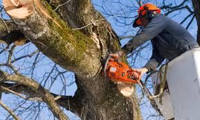 aerial chainsaw work in bucket